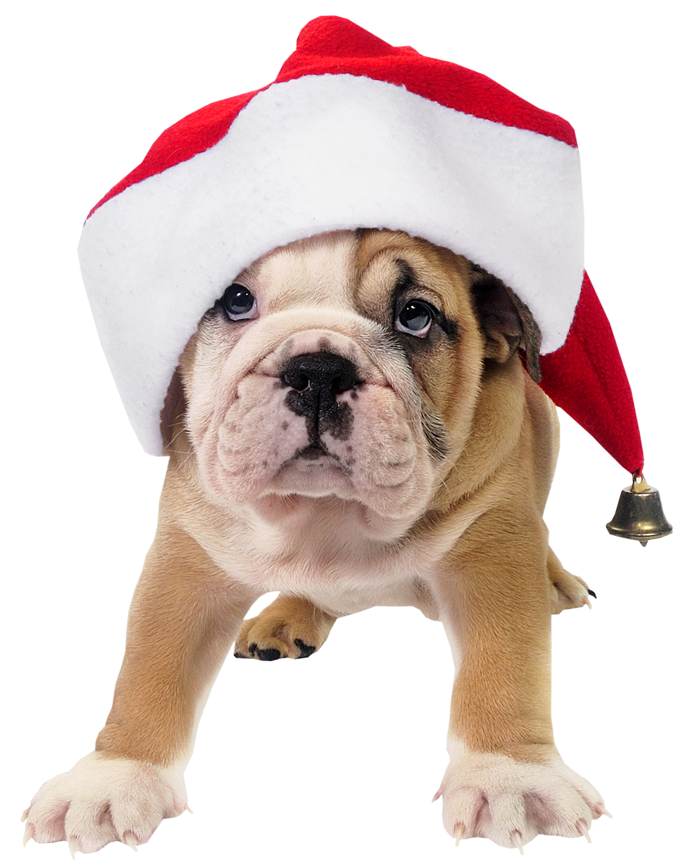 free clipart christmas dog - photo #39